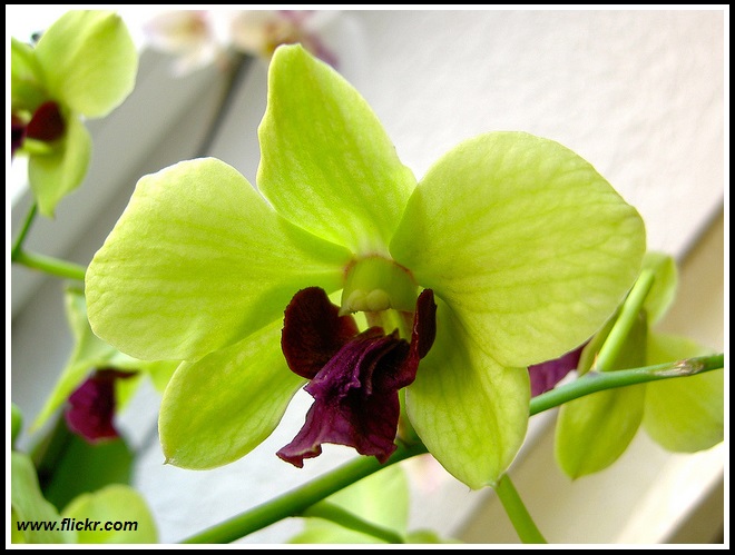 Dendrobium del tipo phalaenopsis | Orchidofili Italia