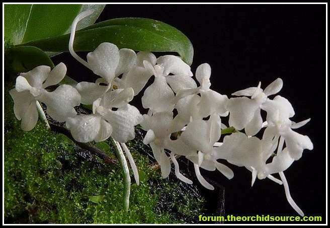 Aerangis citrata | Orchidofili Italia